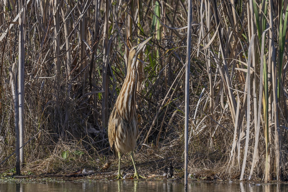 American Bittern - ML610680905