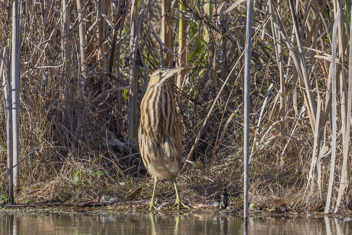 American Bittern - ML610680906