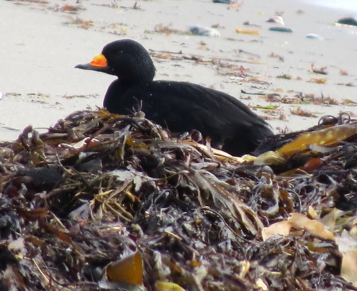 Black Scoter - ML610680910