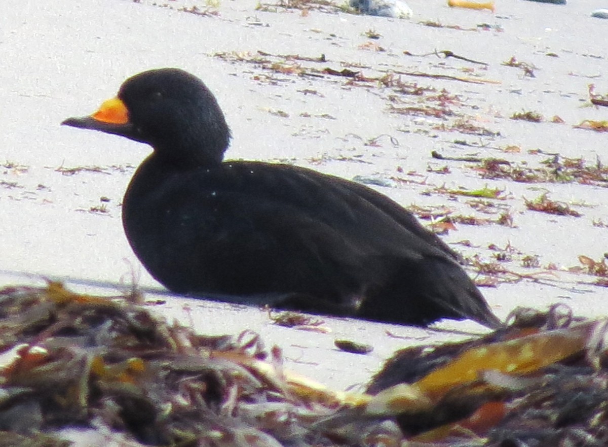 Black Scoter - ML610680917