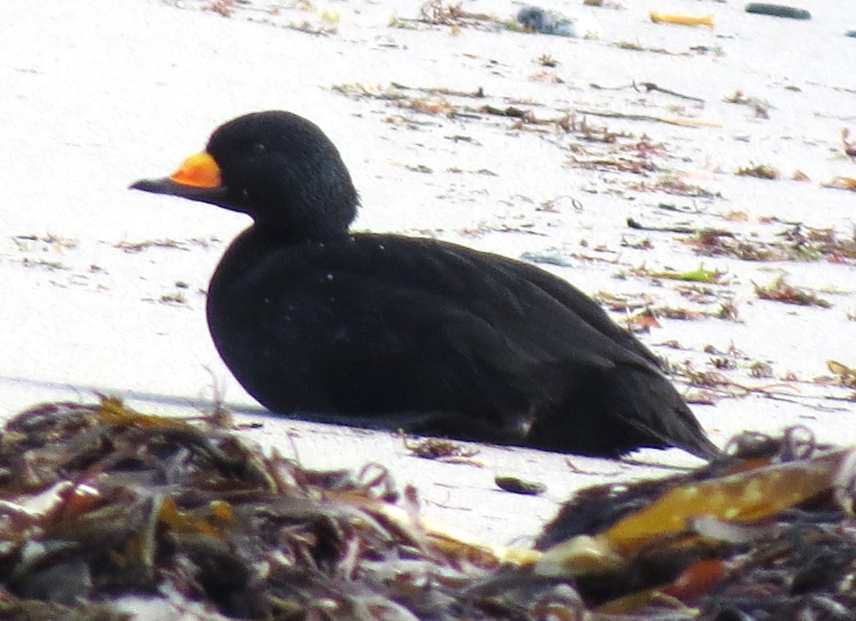 Black Scoter - ML610680918