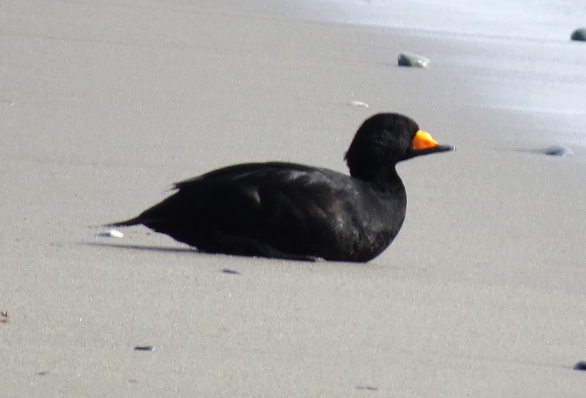 Black Scoter - ML610680919