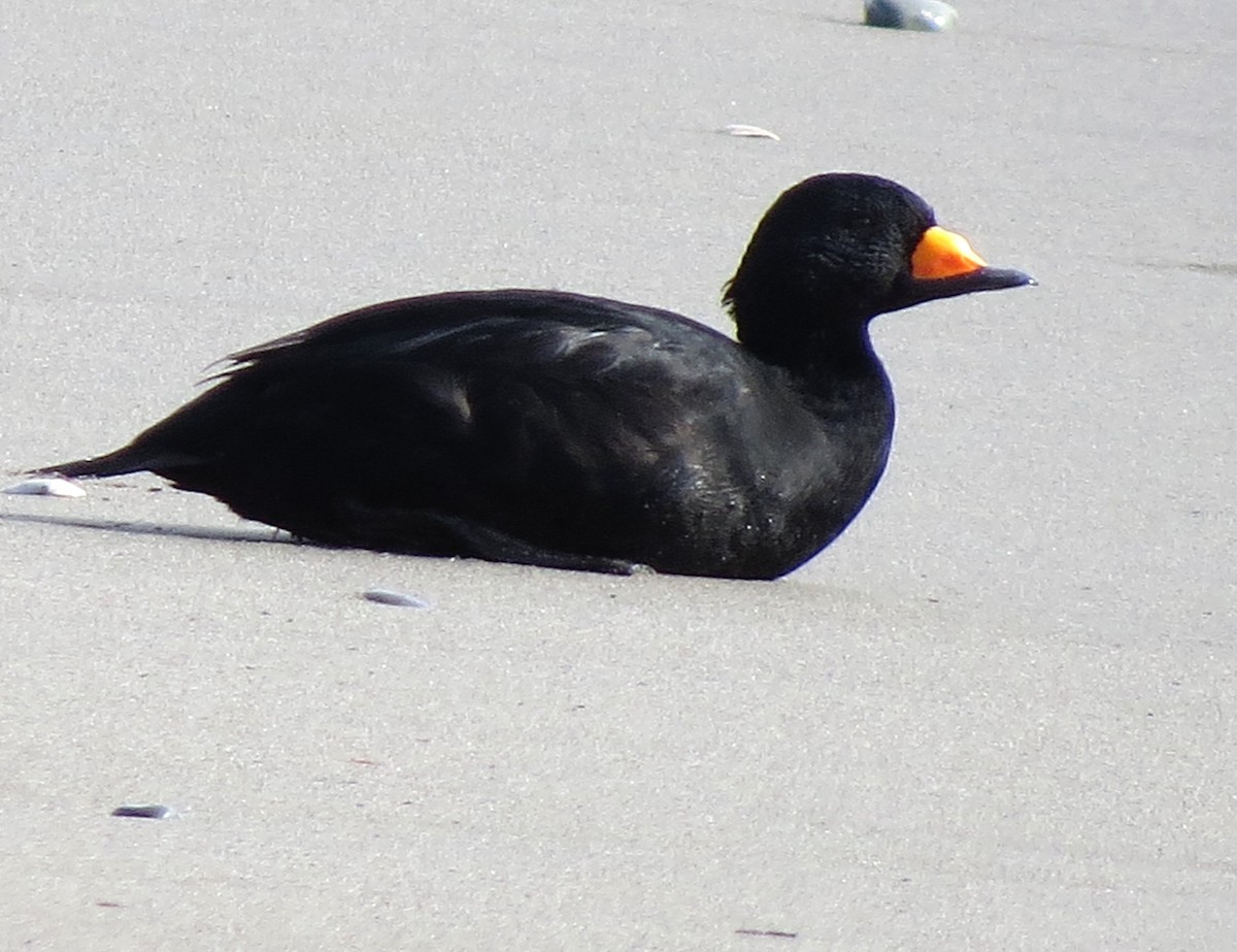 Black Scoter - ML610680920