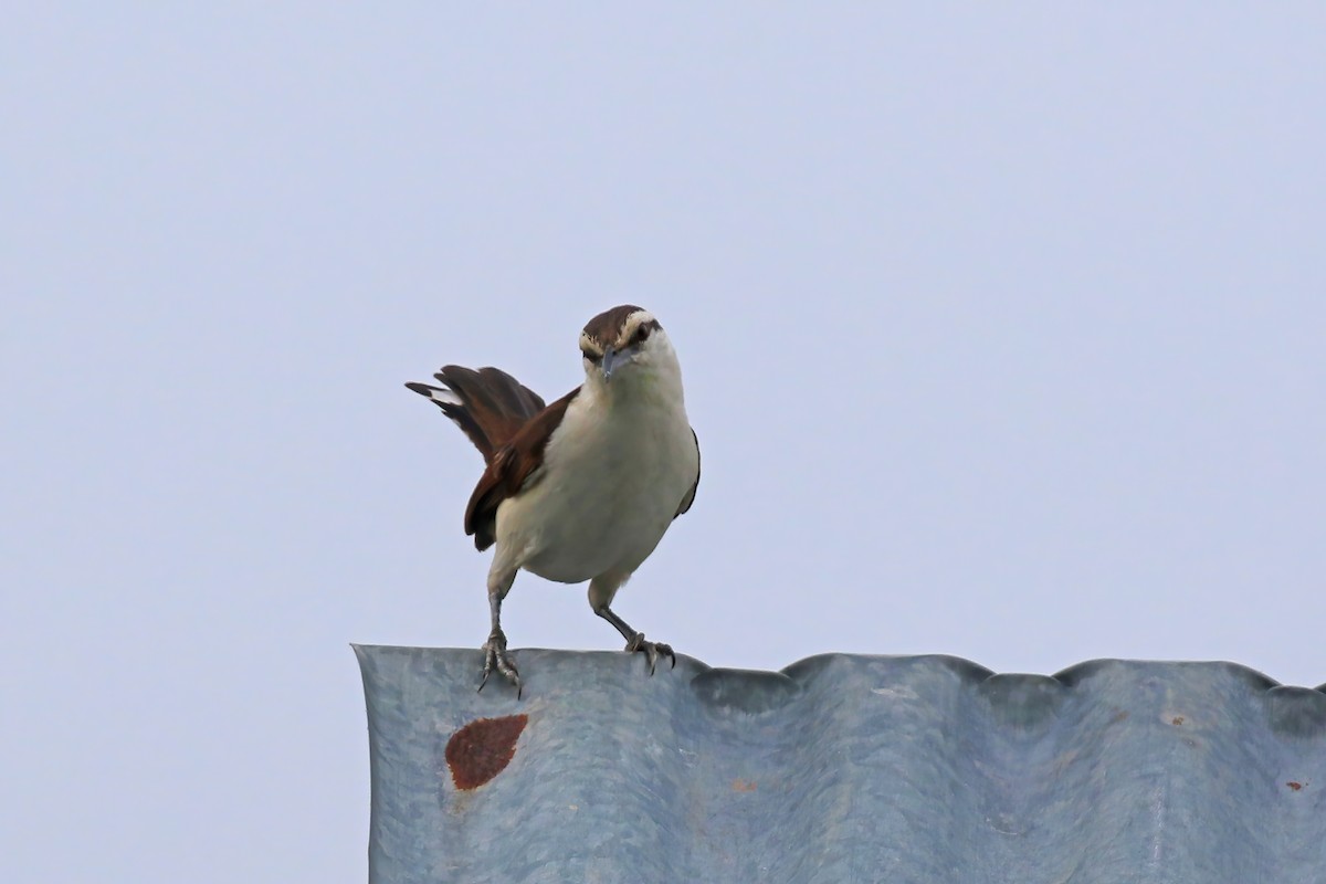 Bicolored Wren - ML610680935