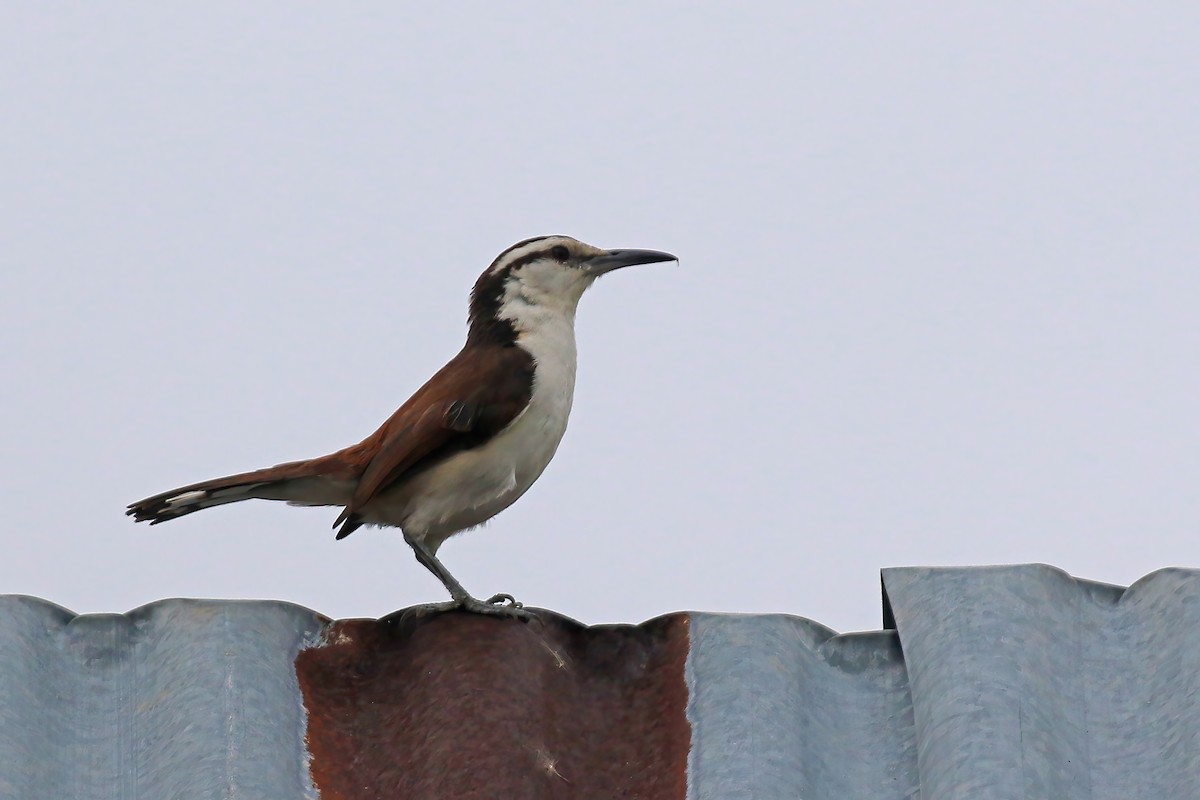 Bicolored Wren - ML610680938