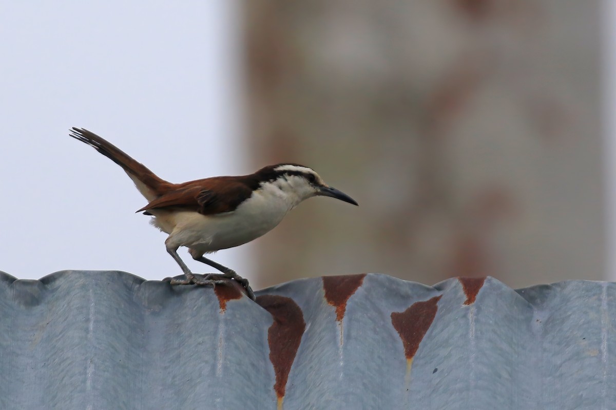 Bicolored Wren - ML610680943