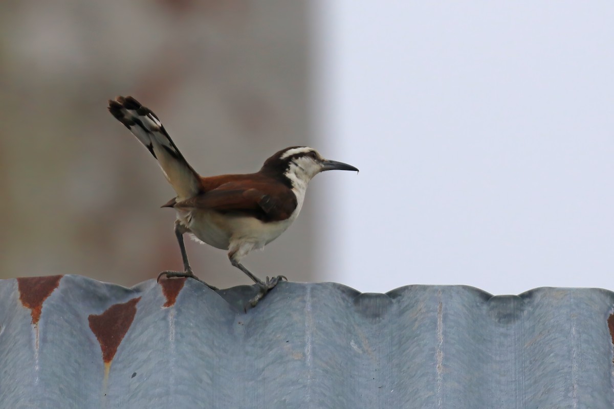 Bicolored Wren - ML610680947