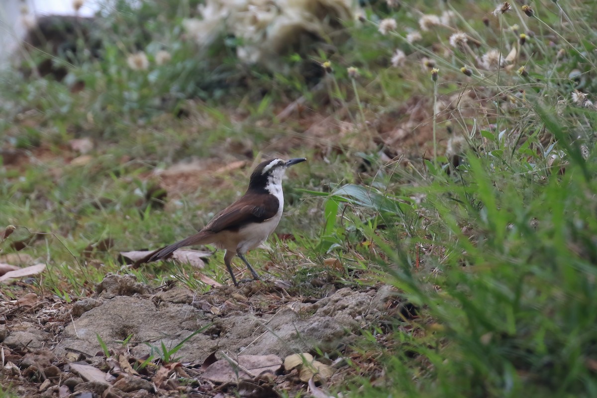 Bicolored Wren - ML610680949