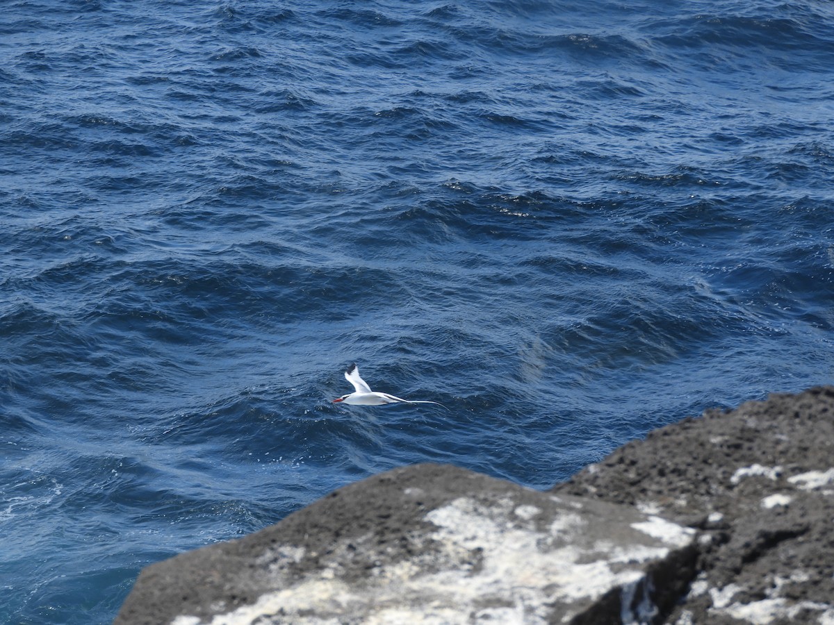 Red-billed Tropicbird - ML610680951