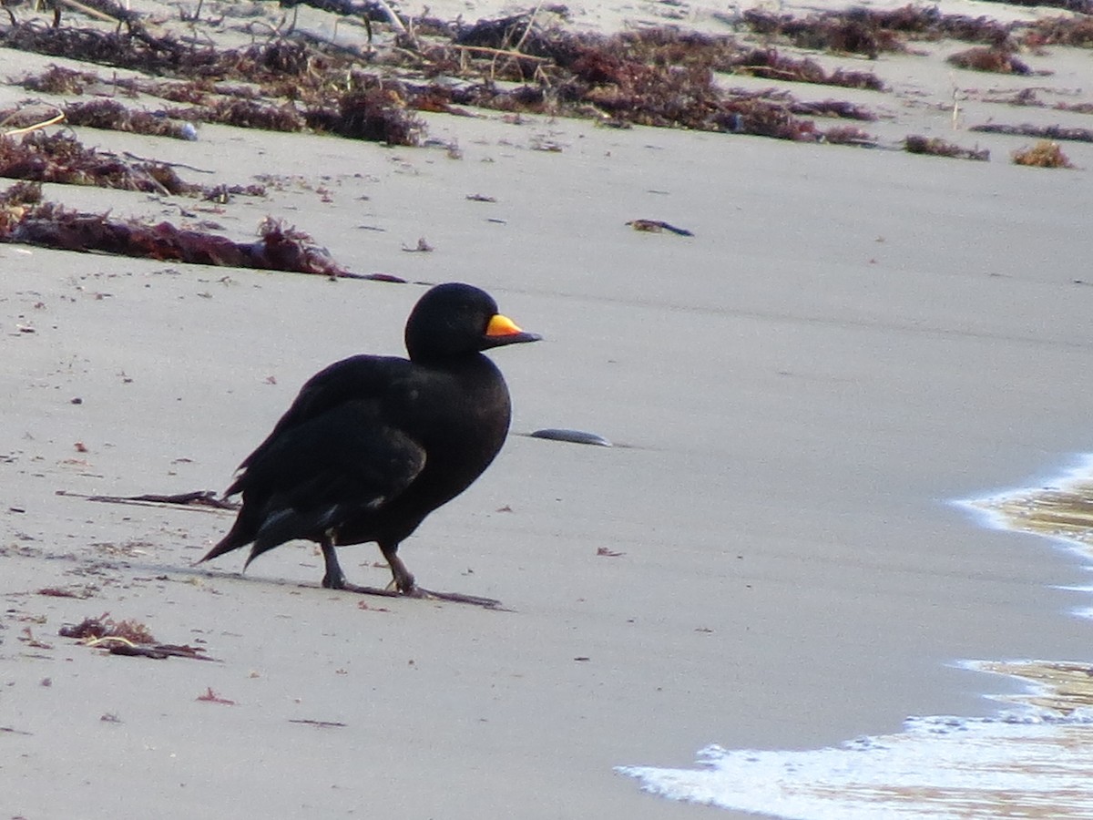 Black Scoter - ML610680992