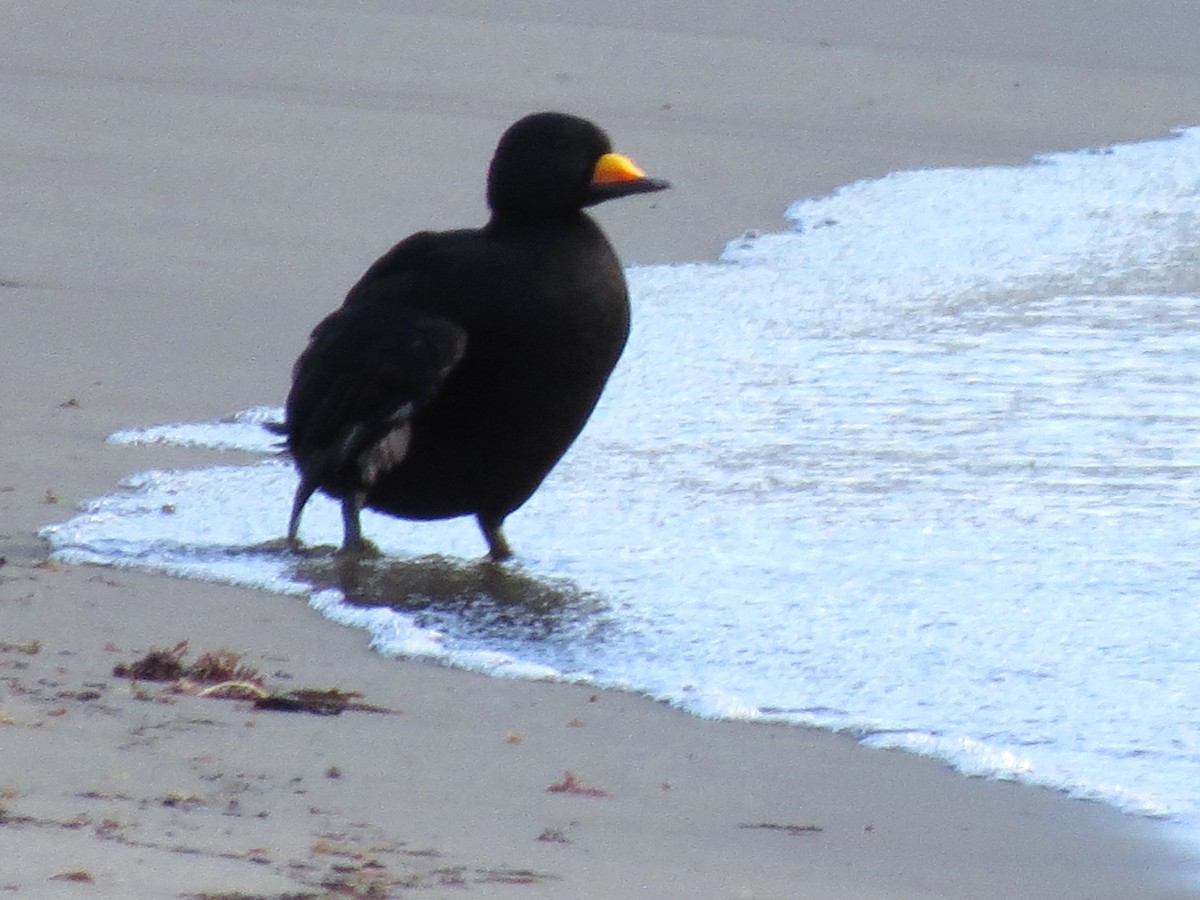 Black Scoter - ML610680997