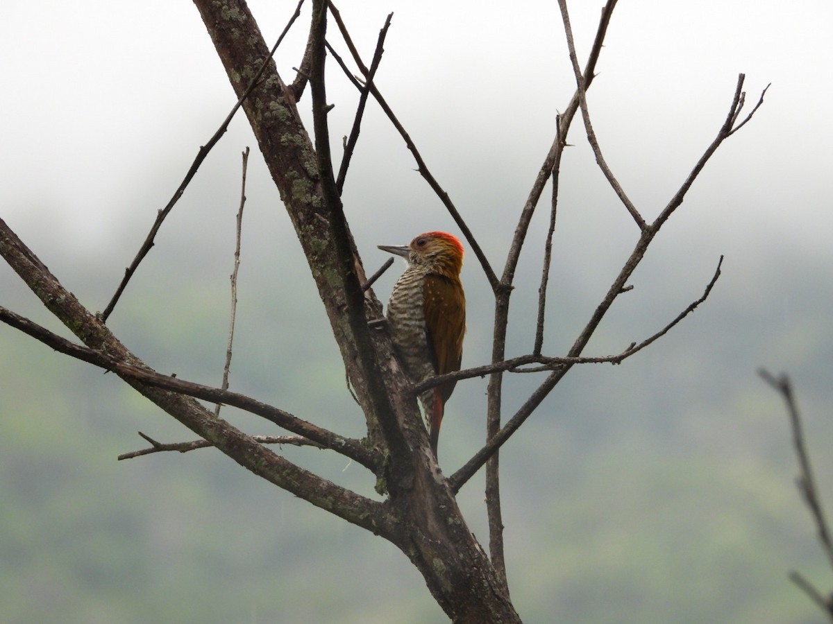 Red-rumped Woodpecker - Cristy Trujillo
