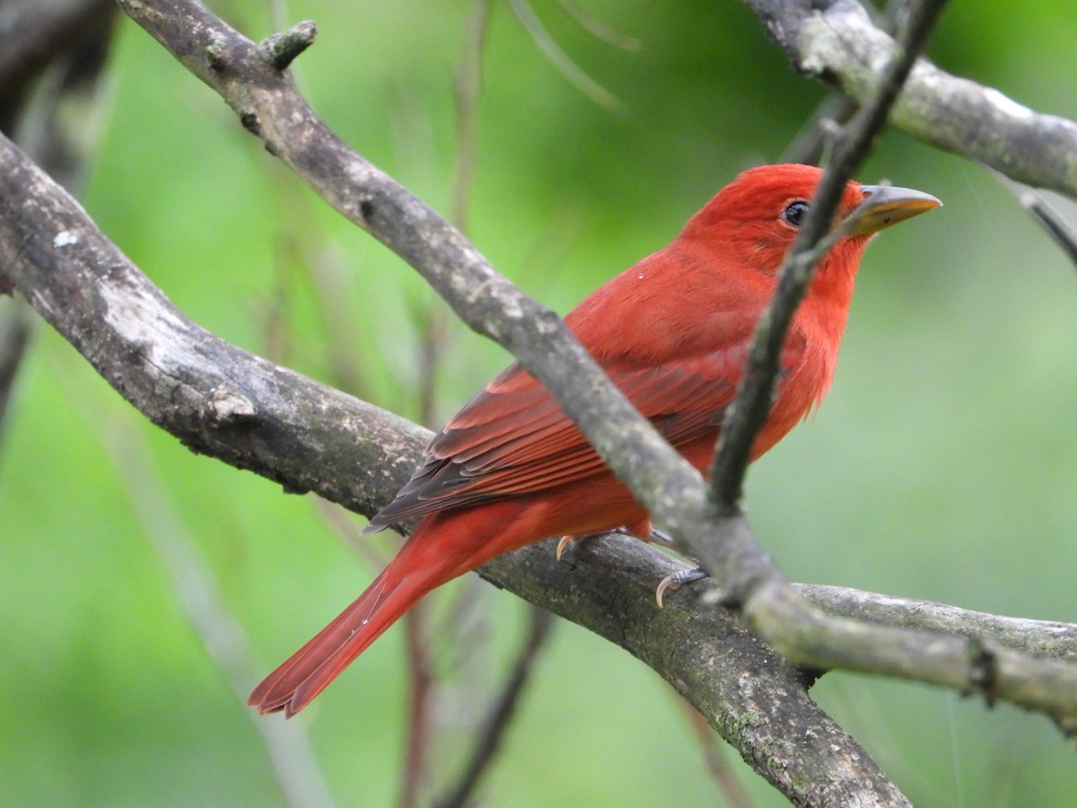 Hepatic Tanager - Cristy Trujillo