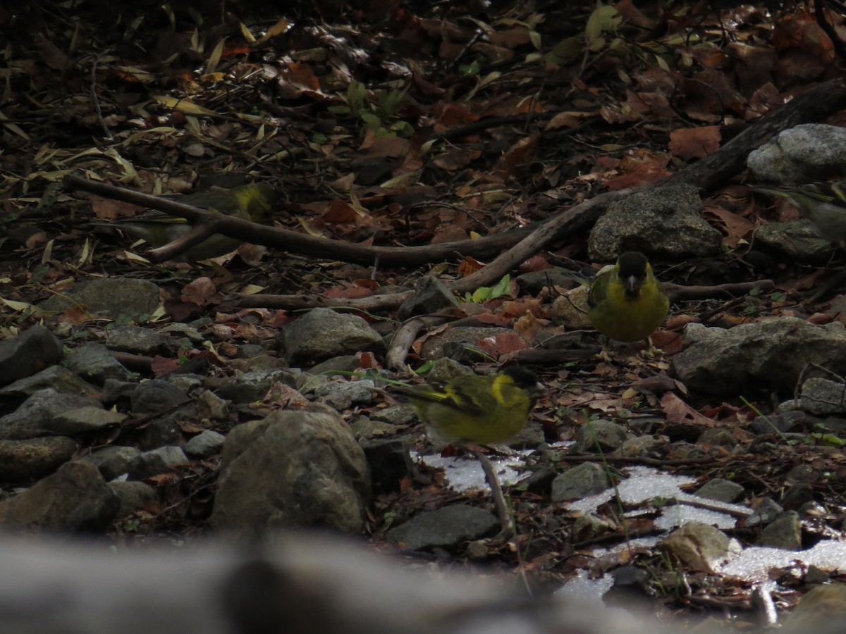 Black-chinned Siskin - Olivares Barraza