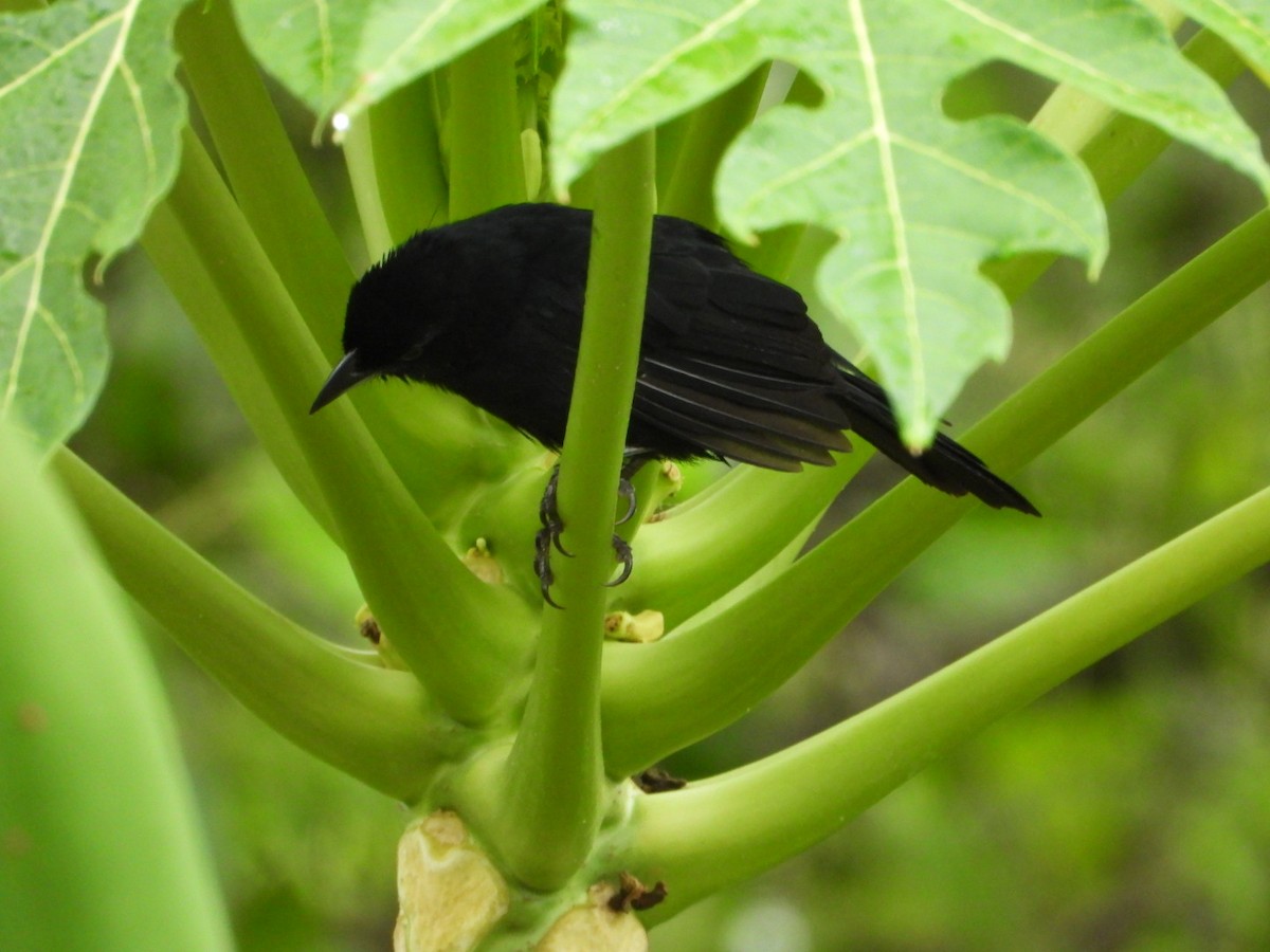 White-lined Tanager - Cristy Trujillo