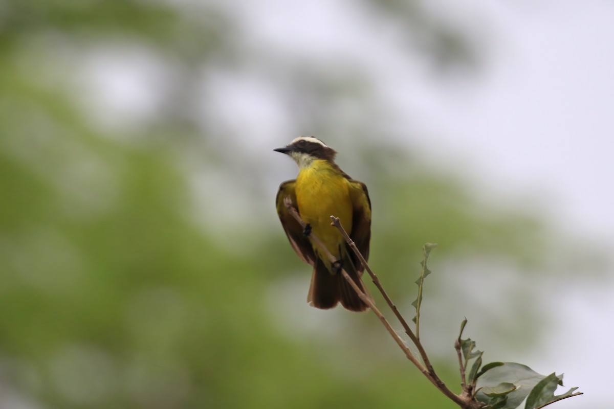 Rusty-margined Flycatcher - Greg Scyphers