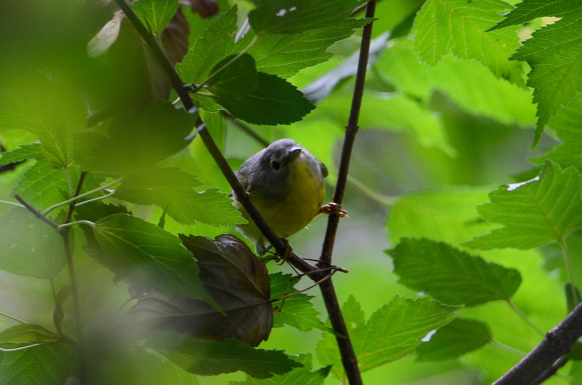 Rubinfleck-Waldsänger - ML610681166