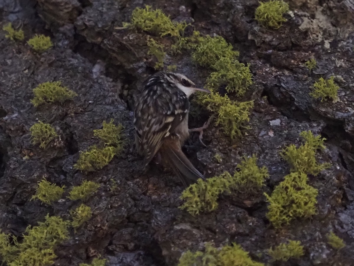 Brown Creeper - ML610681174