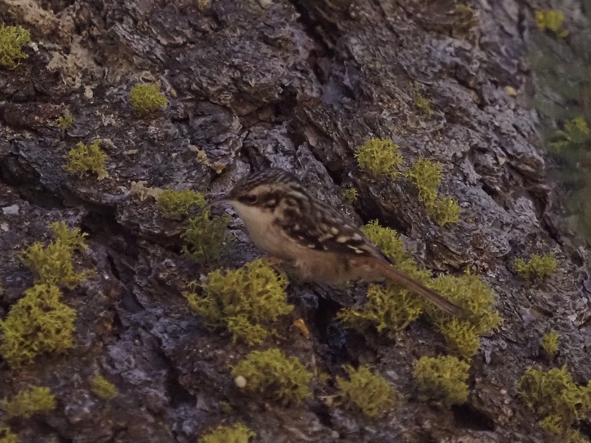 Brown Creeper - ML610681175