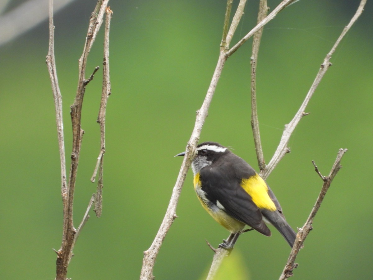 Bananaquit - Cristy Trujillo