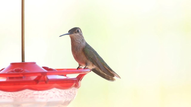 Broad-tailed Hummingbird - ML610681212