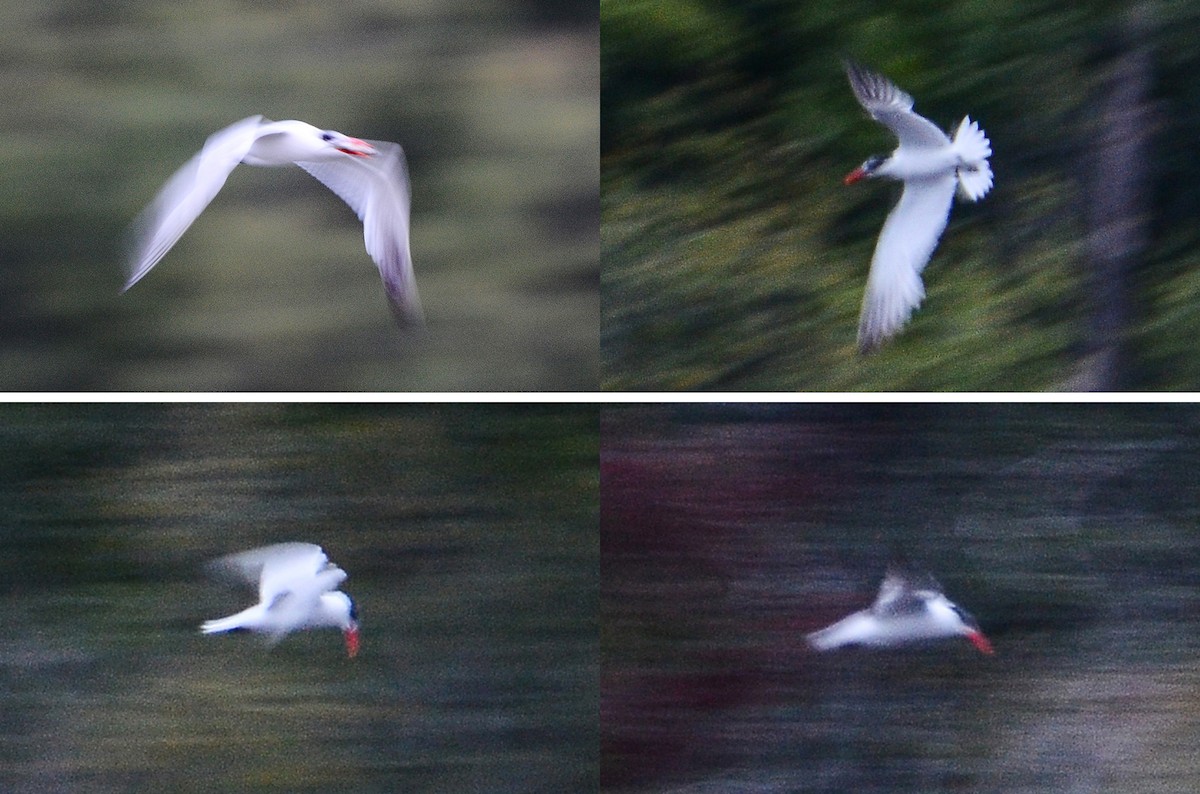 Caspian Tern - Roman Yaremchuk