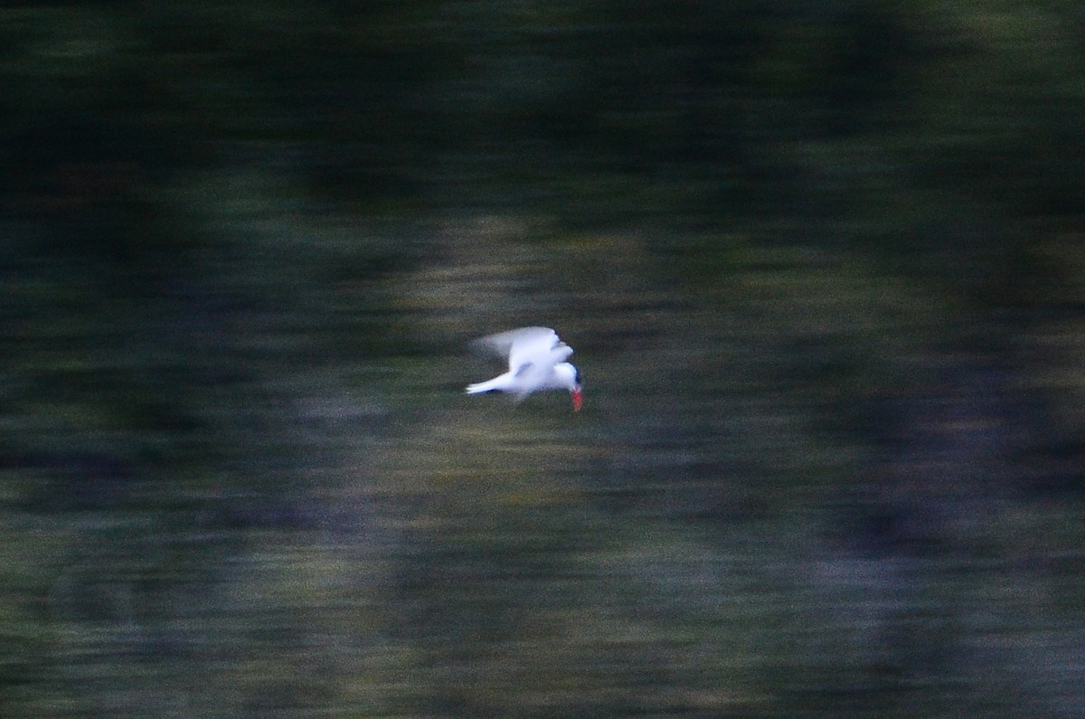 Caspian Tern - ML610681229