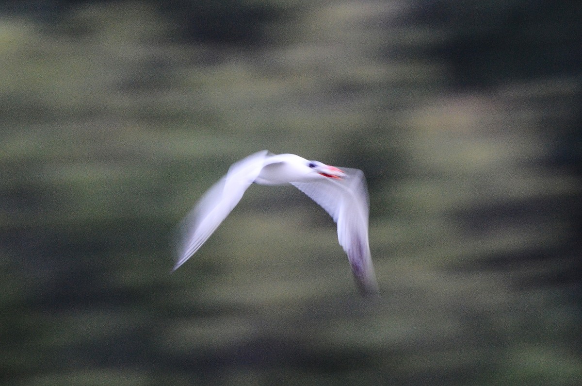 Caspian Tern - ML610681231