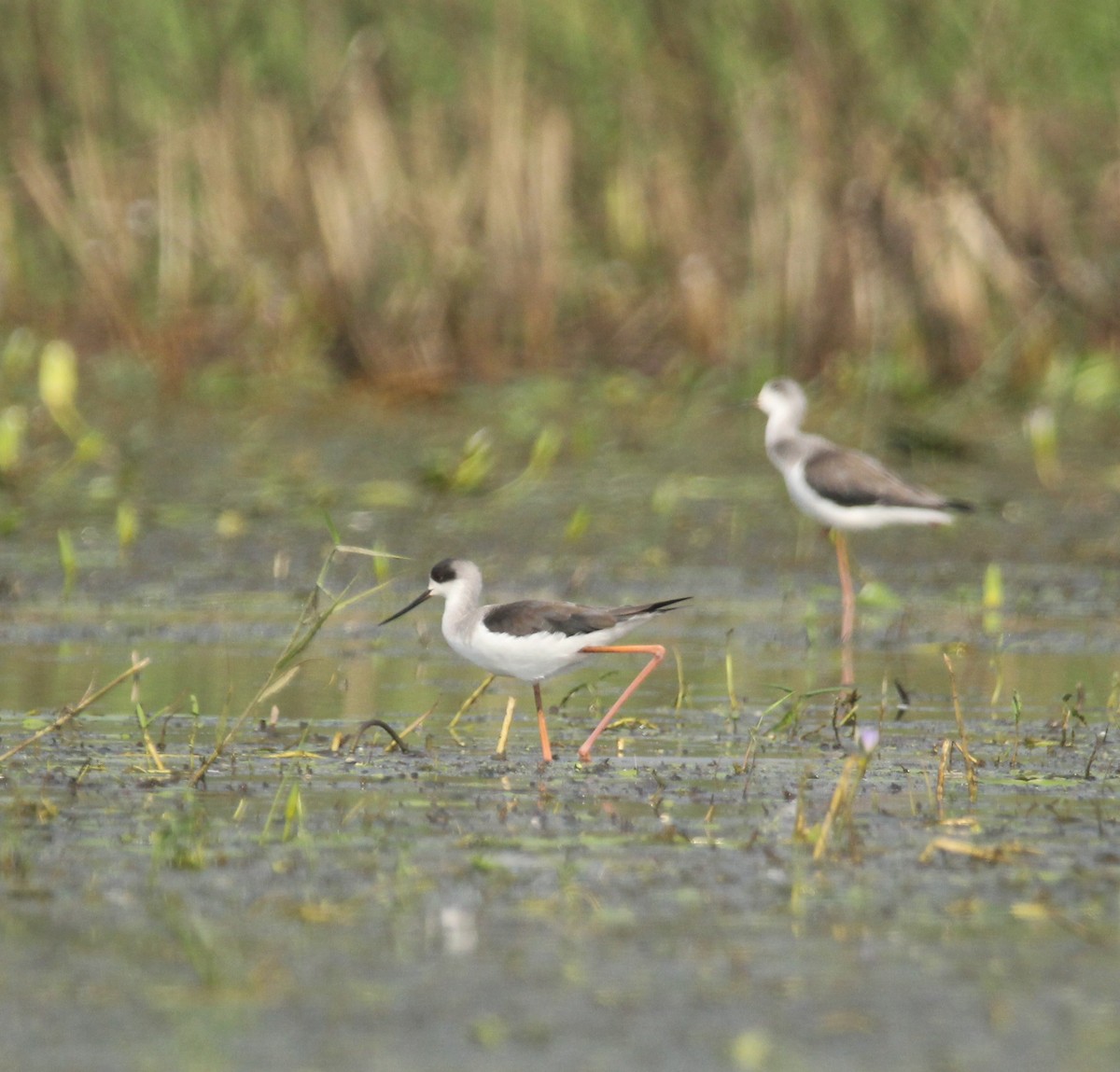 Black-winged Stilt - ML610681232