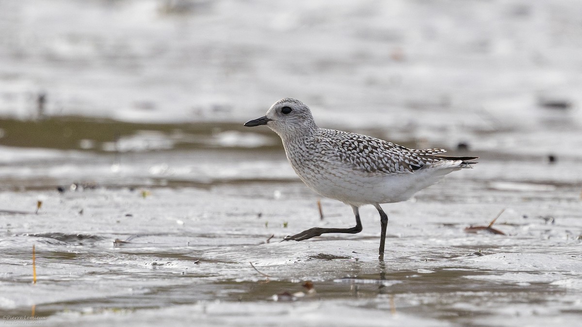 Black-bellied Plover - ML610681258