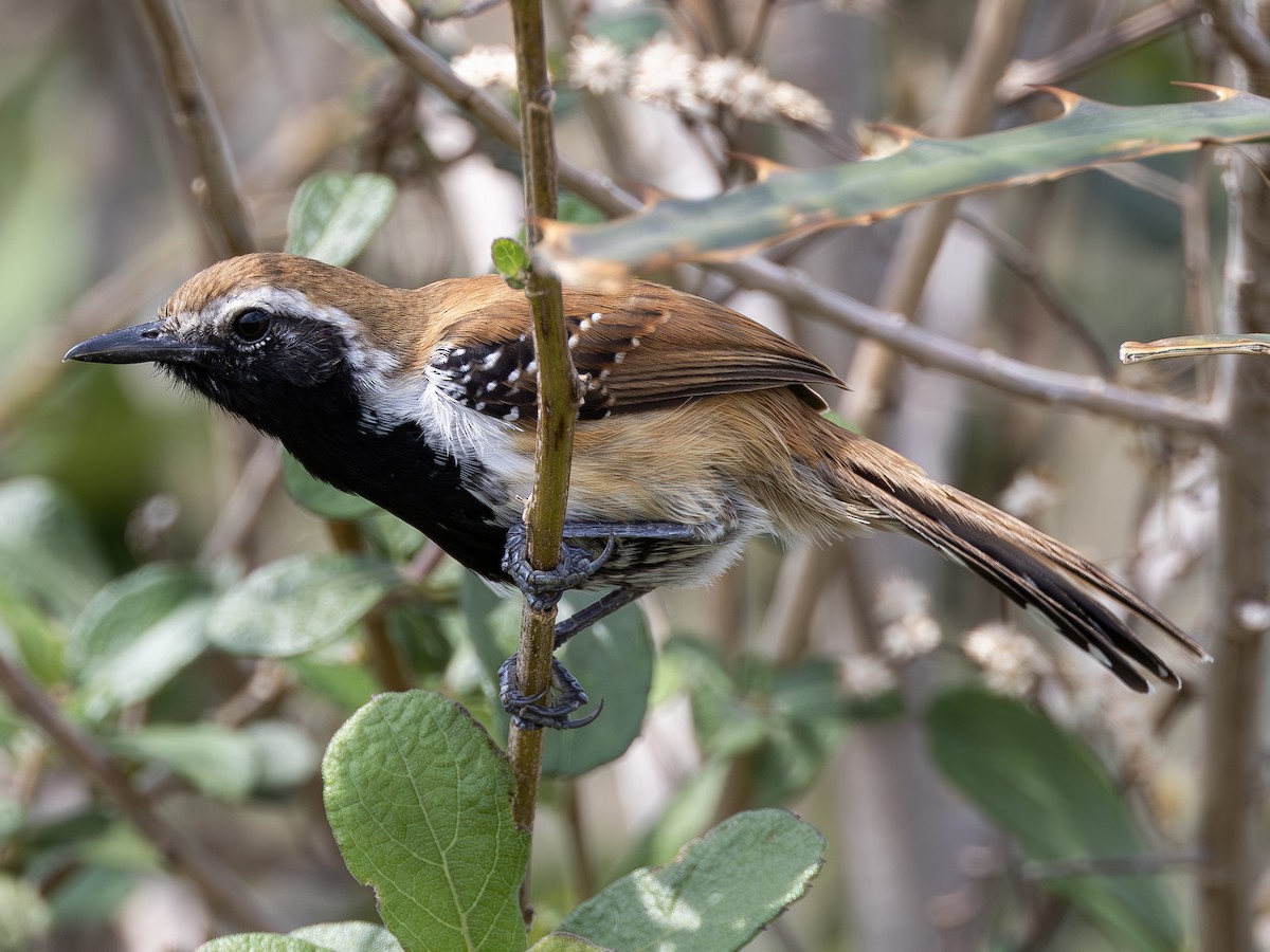 Rusty-backed Antwren - ML610681296