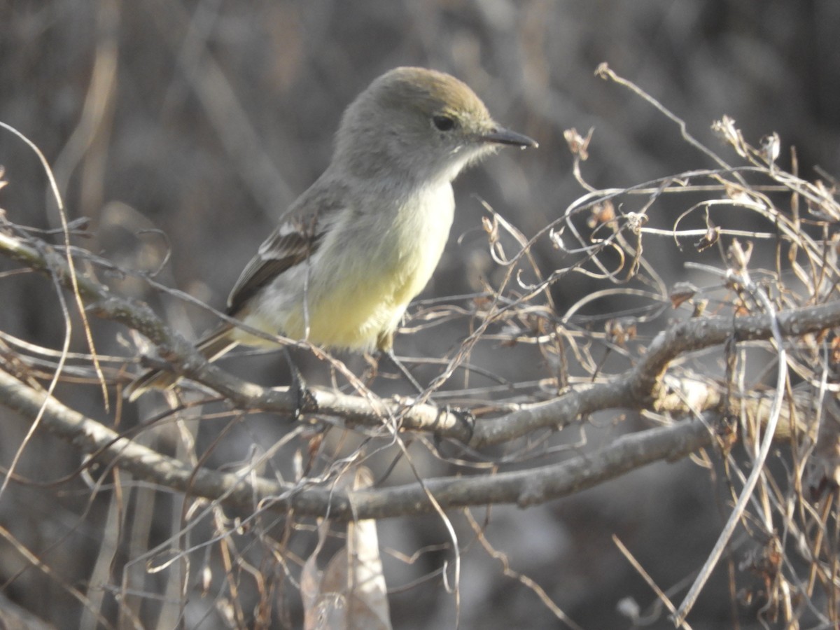 Galapagos Flycatcher - ML610681326