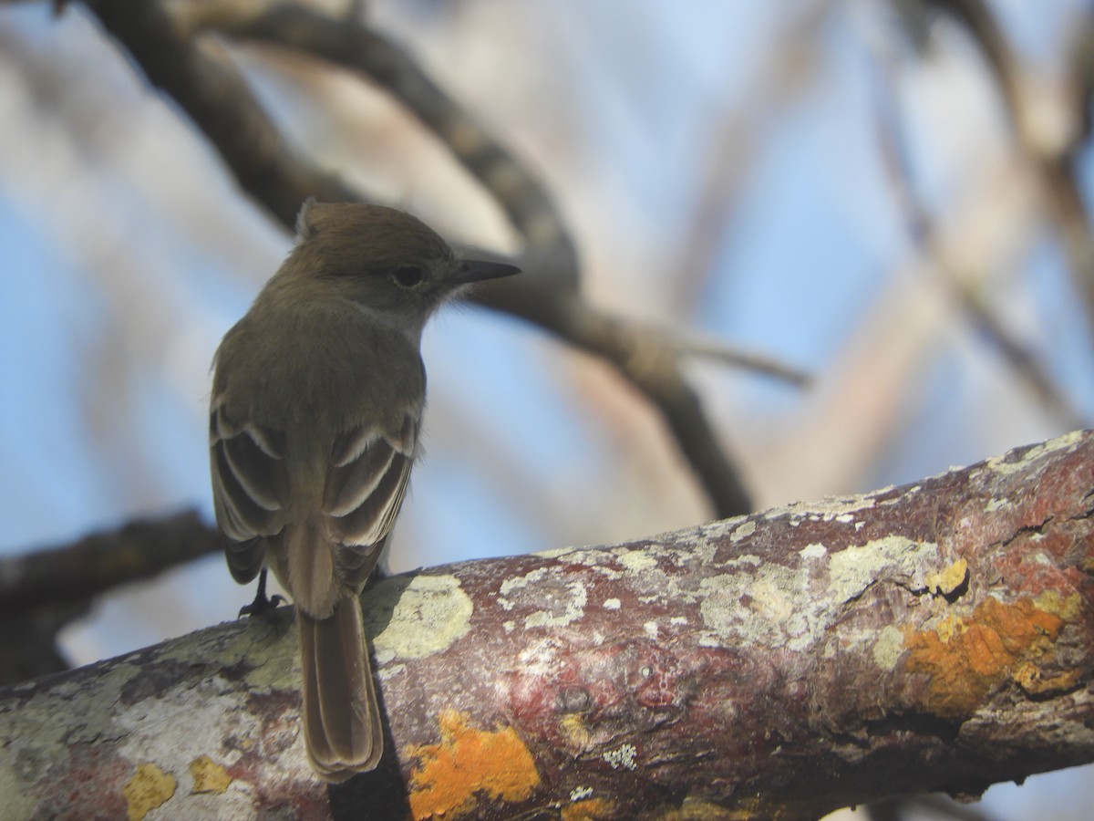 Galapagos Flycatcher - ML610681342