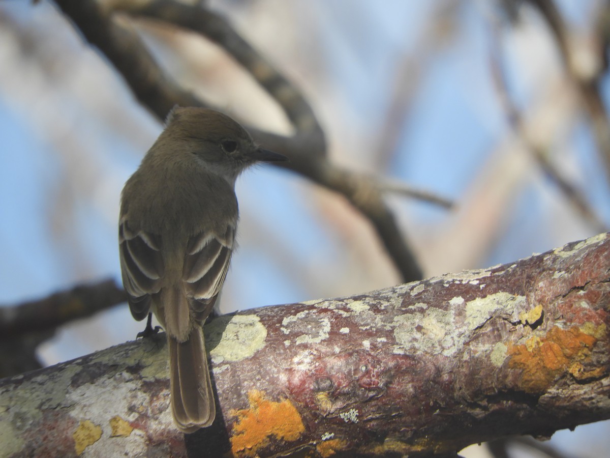 Galapagos Flycatcher - Elias Viteri