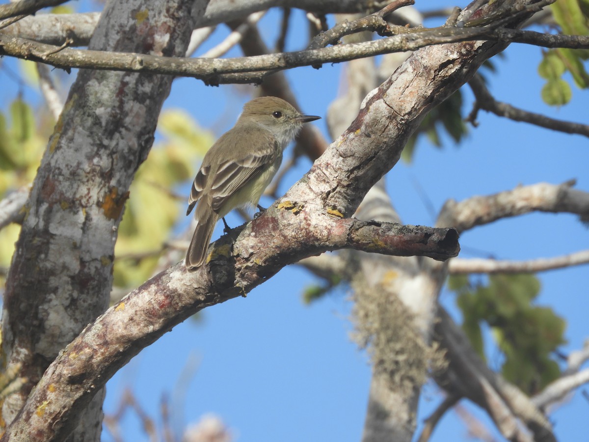 Galapagos Flycatcher - ML610681344