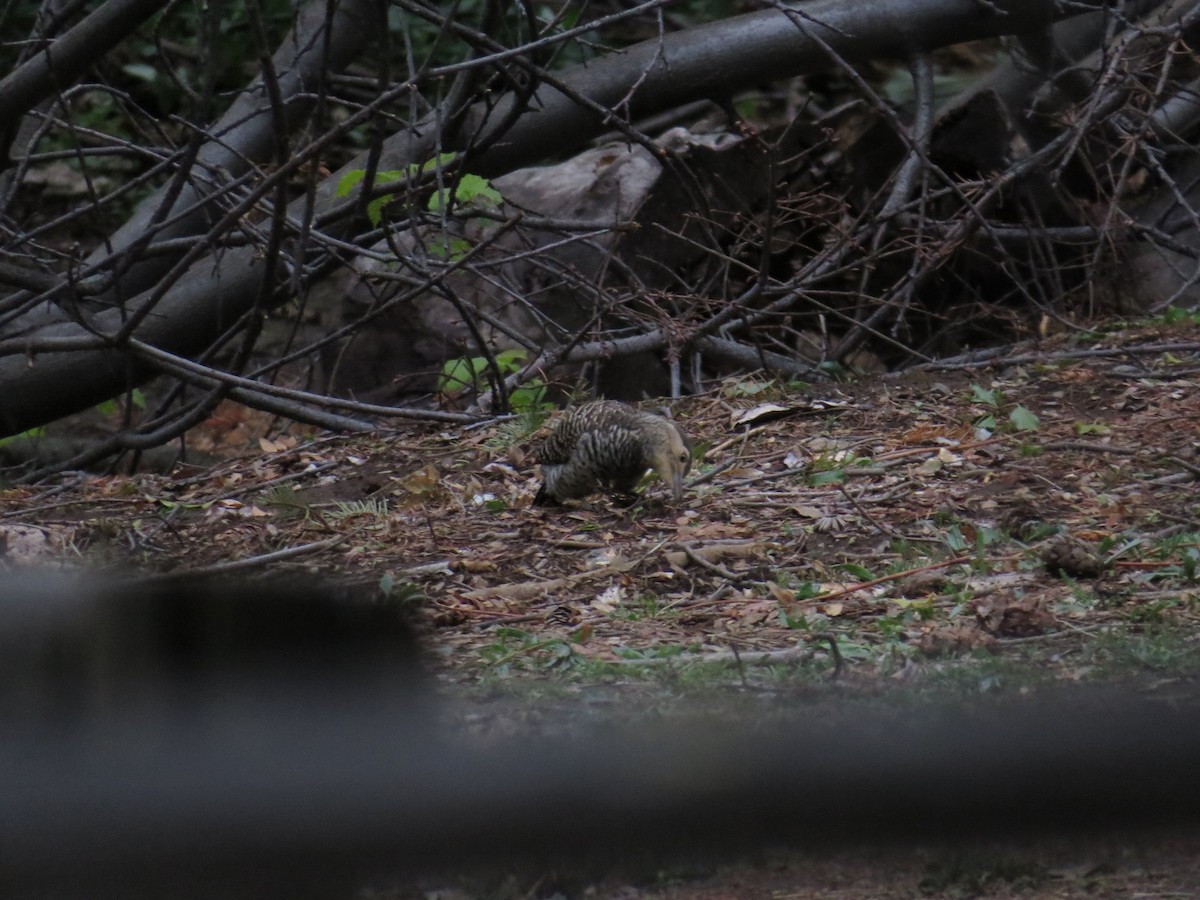 Chilean Flicker - Olivares Barraza