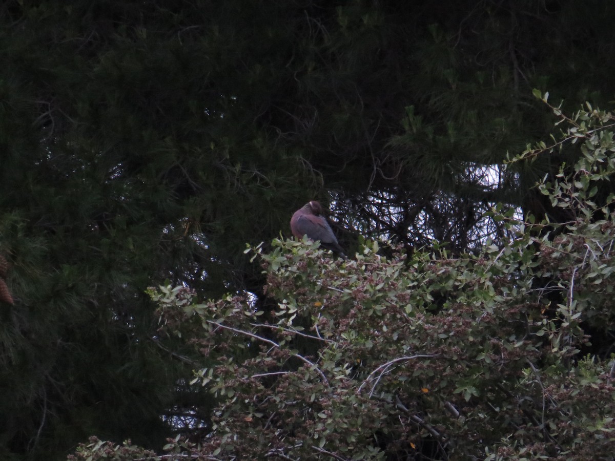 Chilean Pigeon - ML610681560