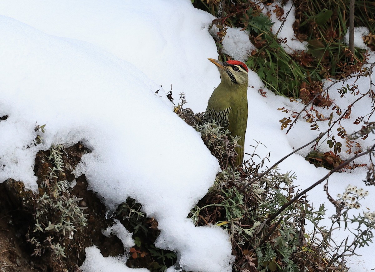 Scaly-bellied Woodpecker - ML610681599