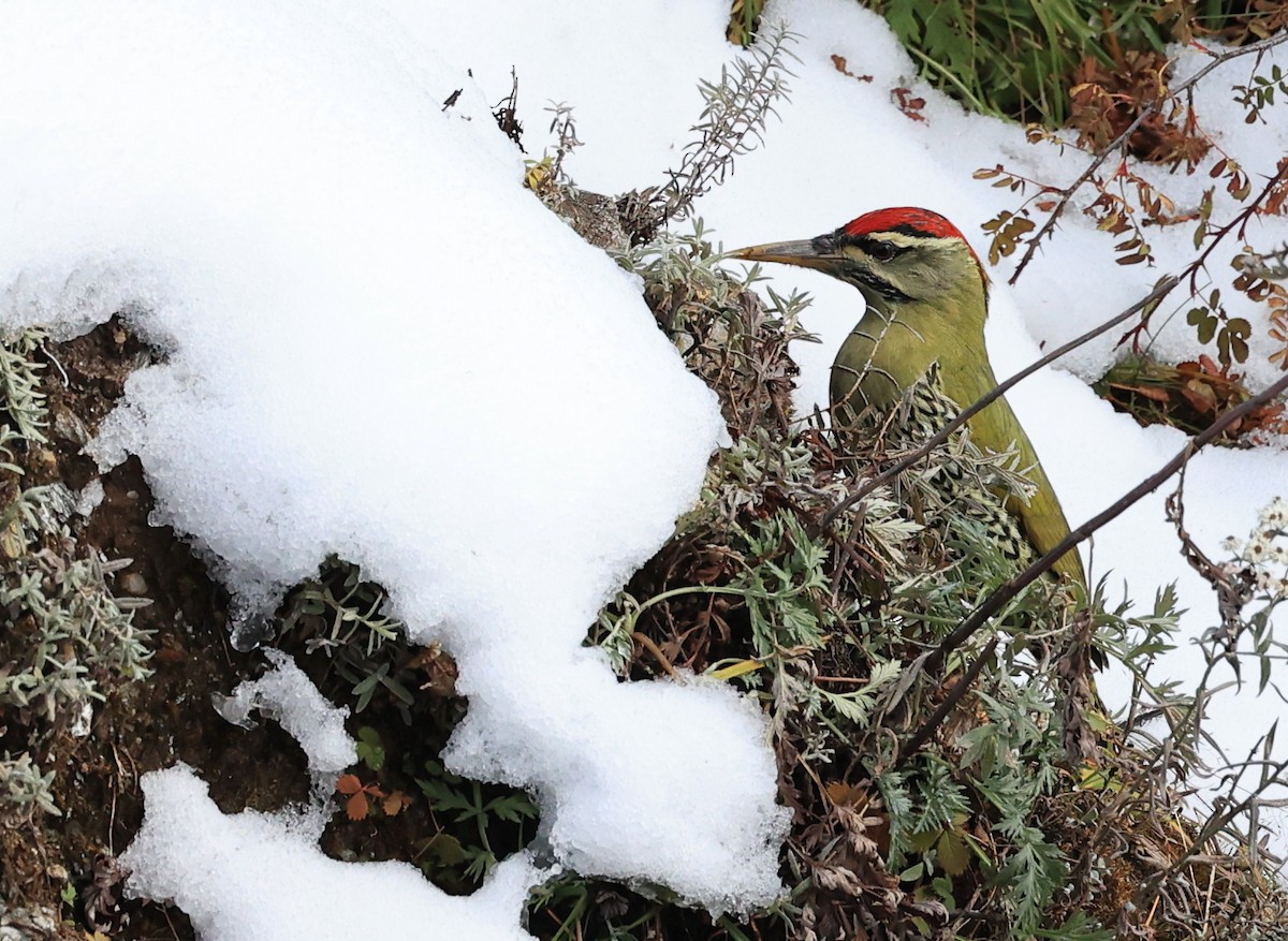 Scaly-bellied Woodpecker - ML610681600