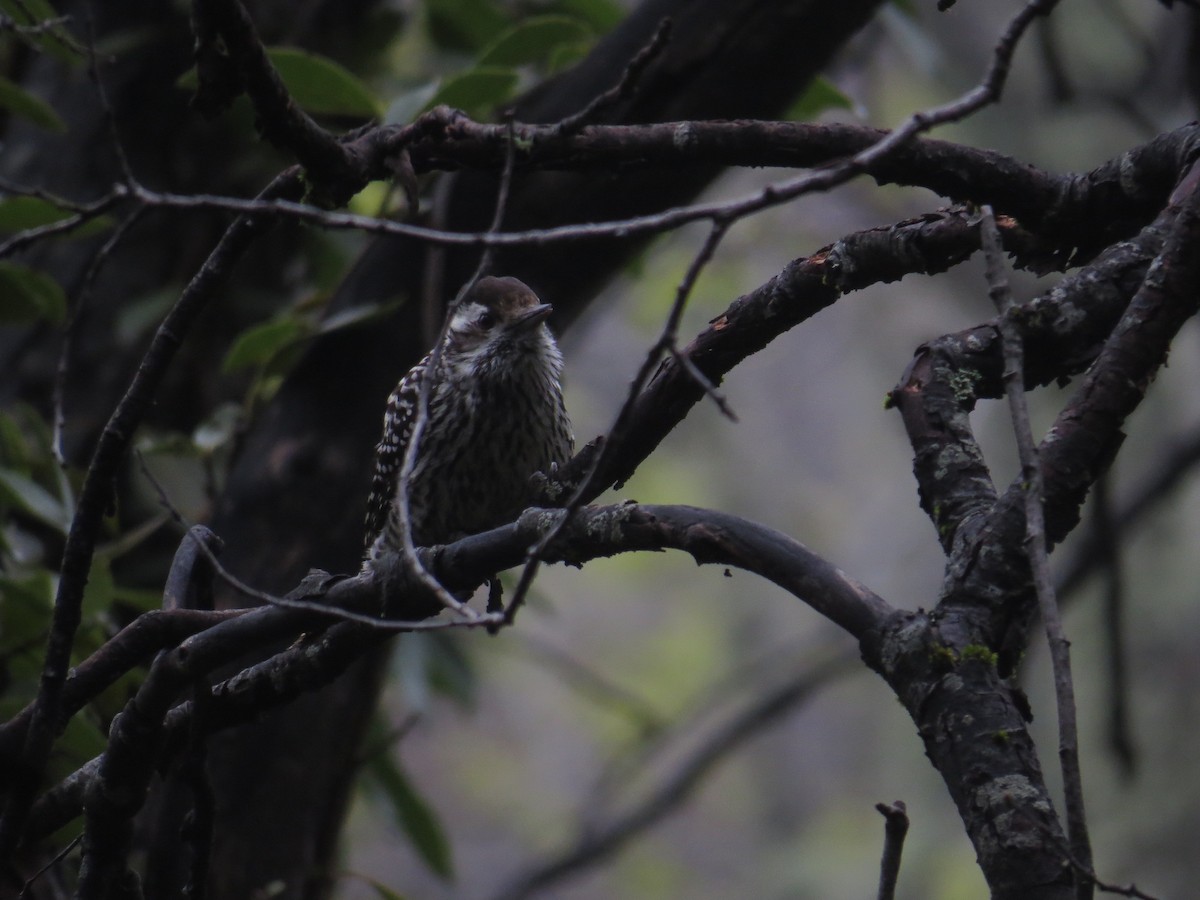 Striped Woodpecker - Olivares Barraza