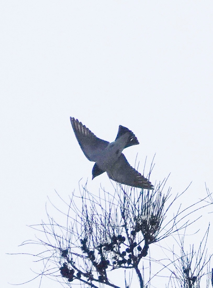 White-breasted Woodswallow - ML610681724