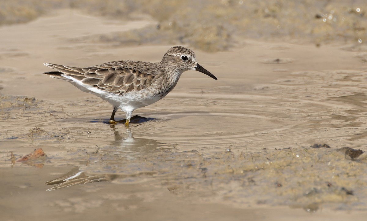 Least Sandpiper - Joe Aliperti