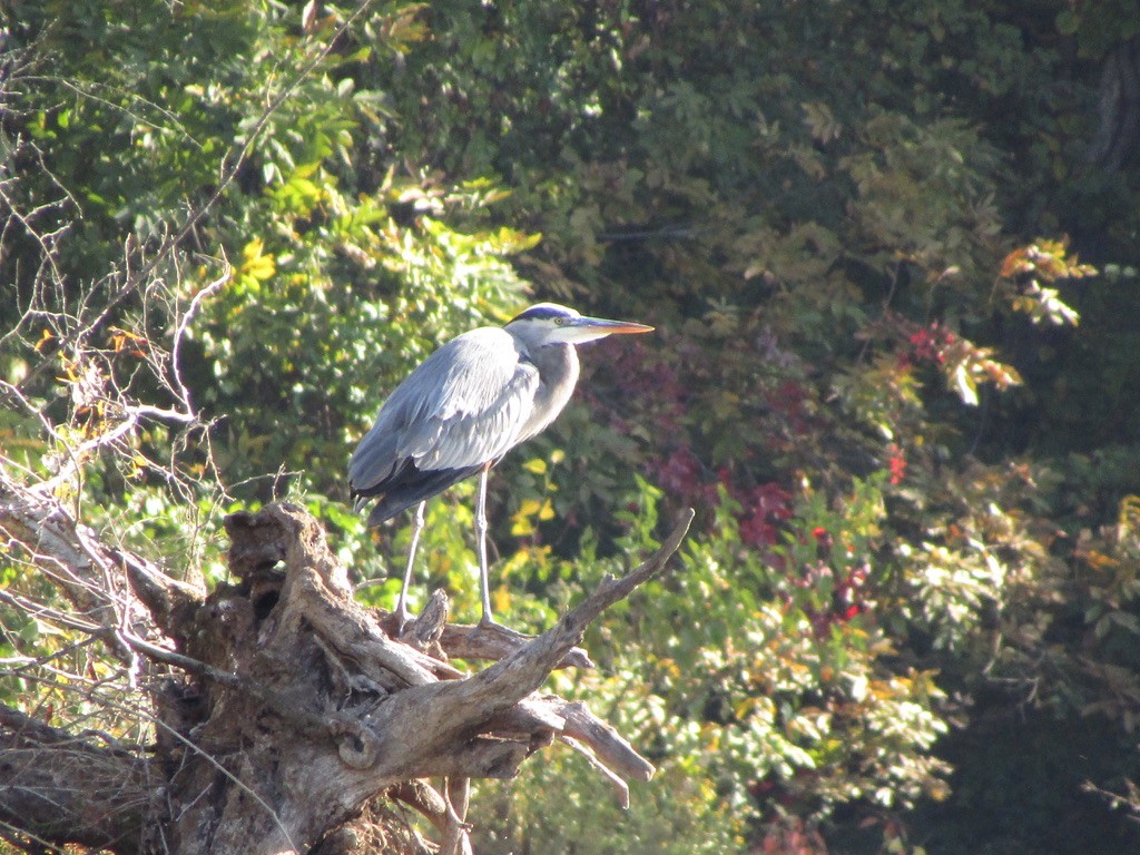 Great Blue Heron - ML610681836