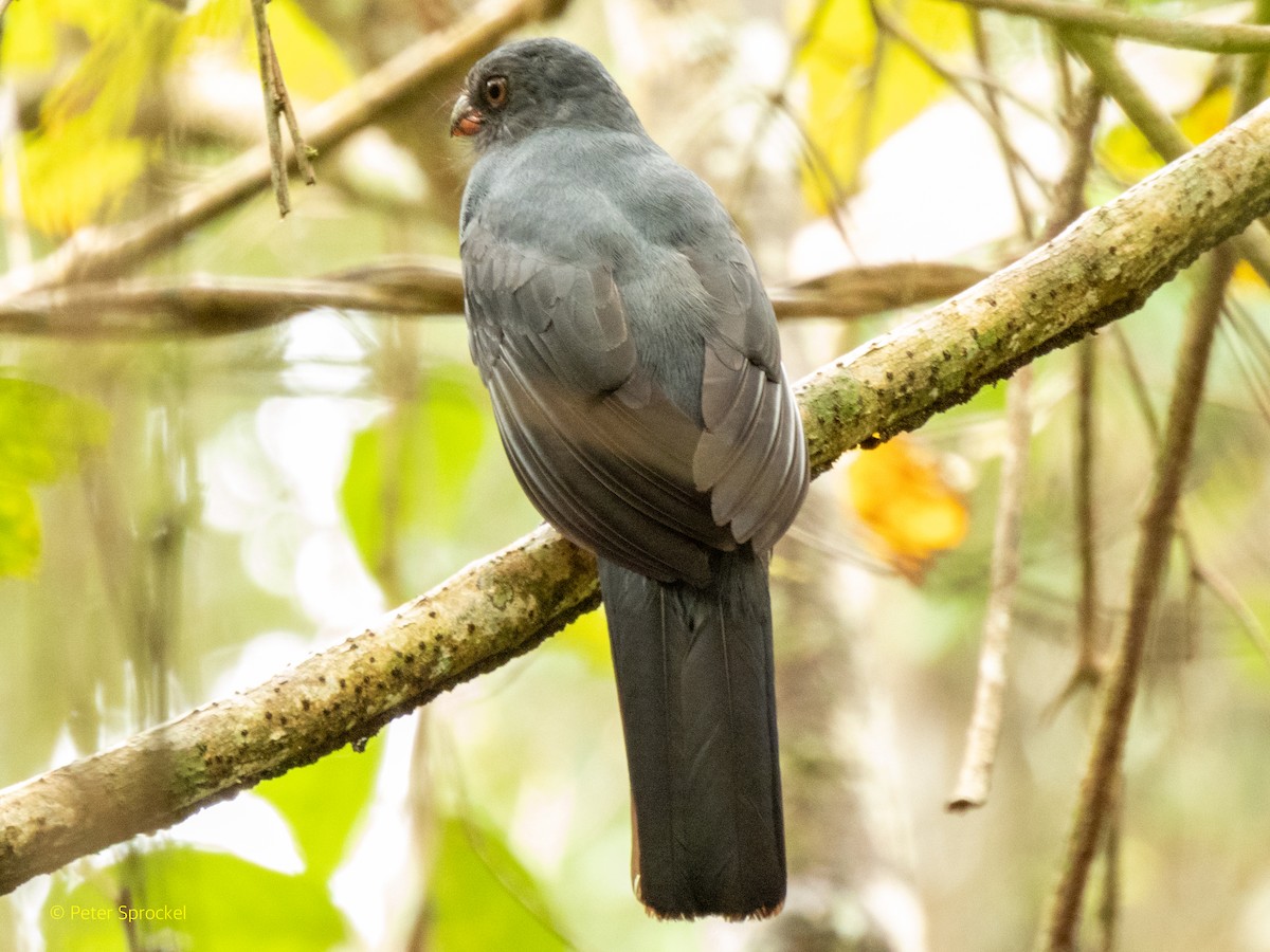 Kara Kuyruklu Trogon - ML610681839