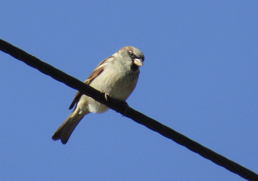 House Sparrow - ML610681860