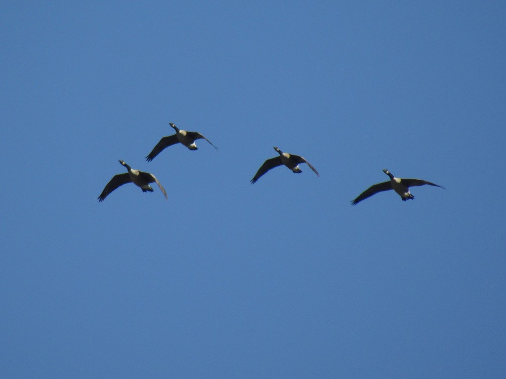 Canada Goose - ML610681862