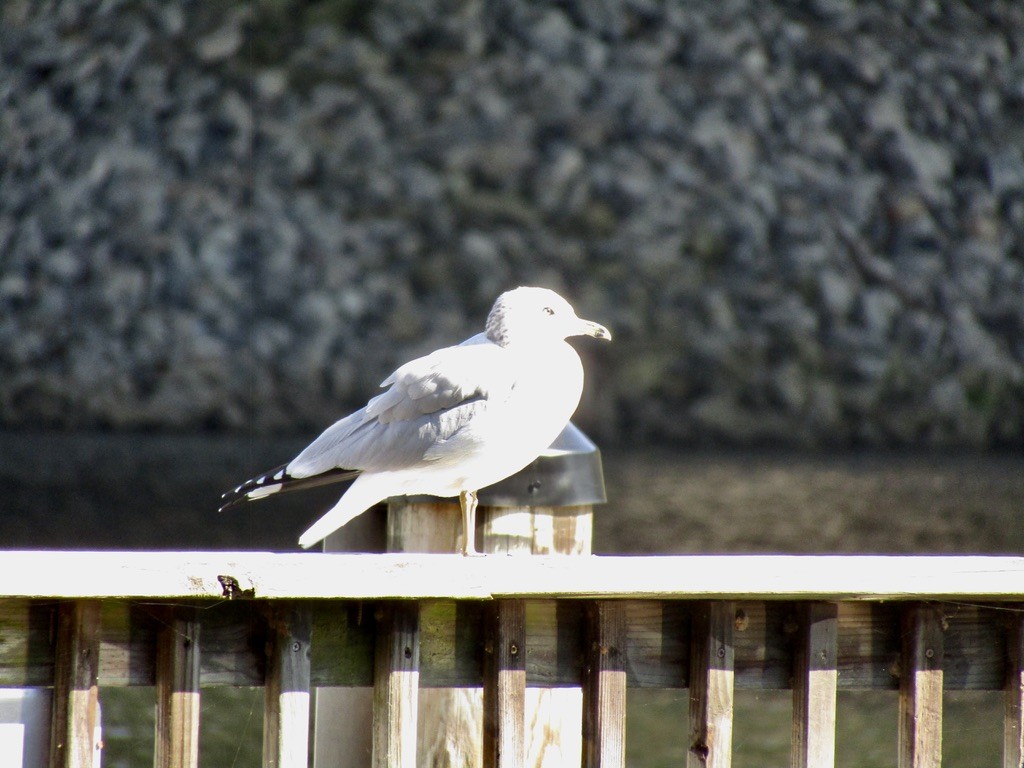 Ring-billed Gull - ML610681866