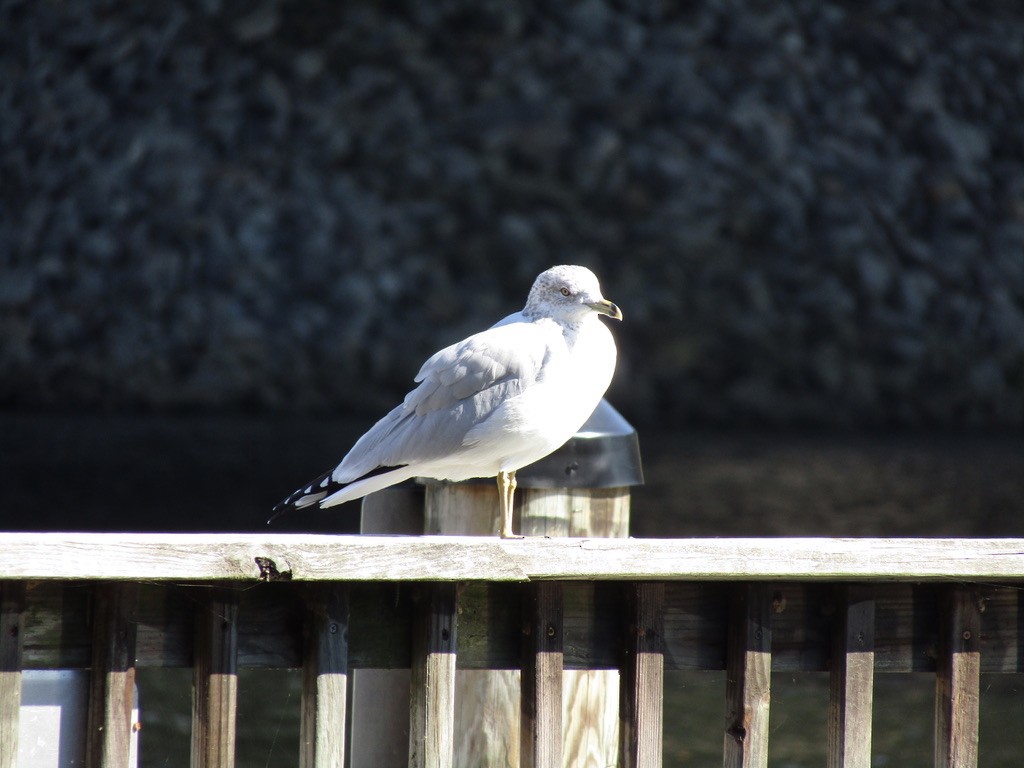 Ring-billed Gull - ML610681867