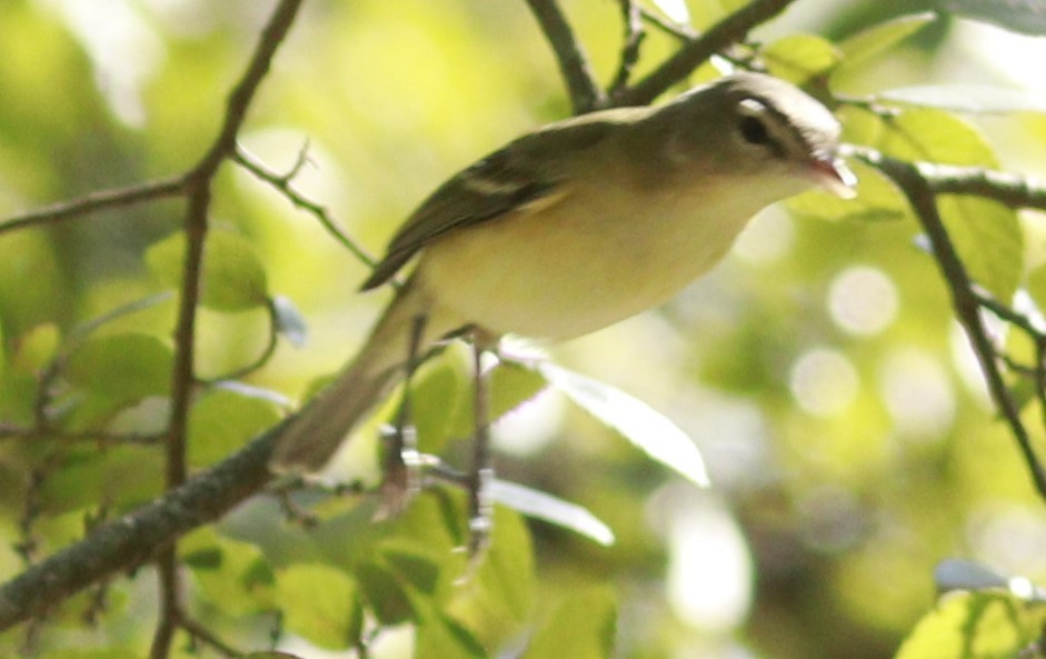 Bell's Vireo - ML610681901