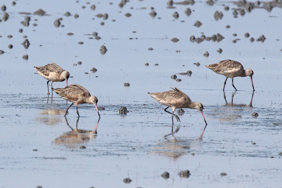 Marbled Godwit - ML610681922